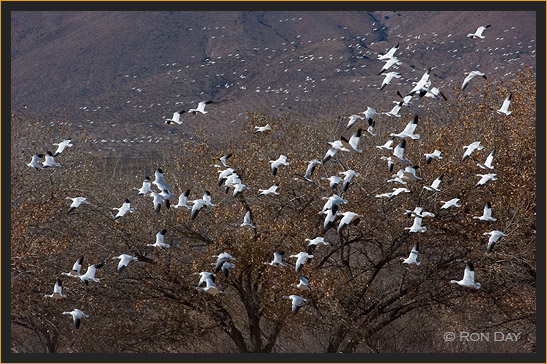 Snow Geese, (Chen caerulescens), Bosque del Apache